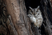 Indian scops owl