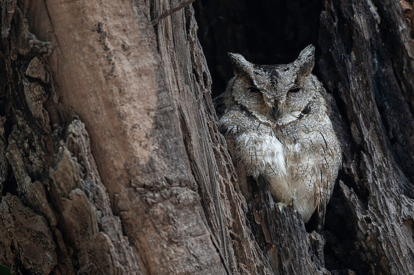 Indian scops owl