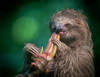 Three-Toed Sloths