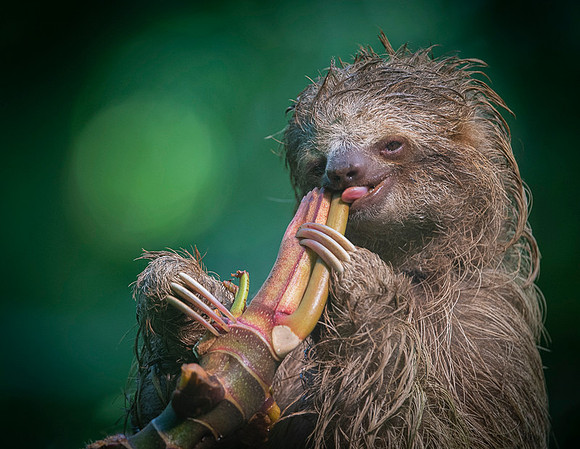 Three-Toed Sloths