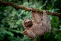Three-Toed Sloths