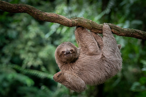 Three-Toed Sloths