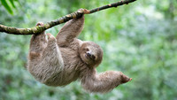 Three-Toed Sloths