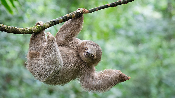 Three-Toed Sloths