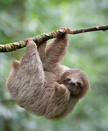 Three-Toed Sloths