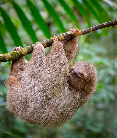 Three-Toed Sloths