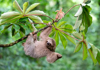 Three-Toed Sloths