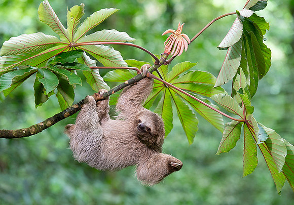 Three-Toed Sloths