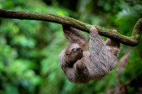 Three-Toed Sloths