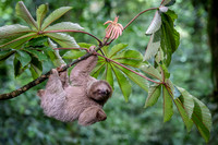 Three-Toed Sloths