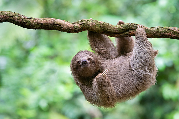 Three-Toed Sloths