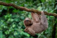 Three-Toed Sloths