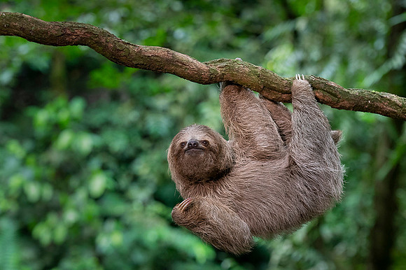 Three-Toed Sloths