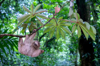 Three-Toed Sloths