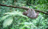 Three-Toed Sloths