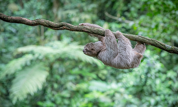 Three-Toed Sloths