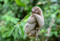Three-Toed Sloths