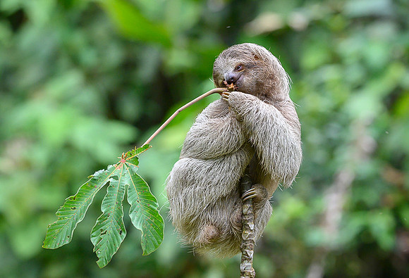 Three-Toed Sloths