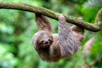 Three-Toed Sloths