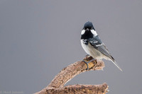 Coal Tit / Sikora sosnówka