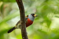Tucan Barbet