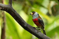 Tucan Barbet