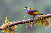 Tucan Barbet