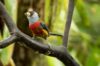 Tucan Barbet