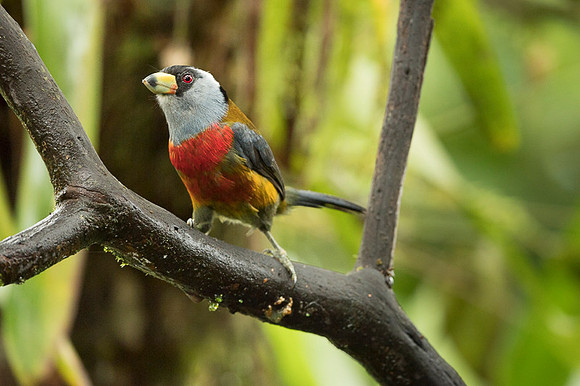 Tucan Barbet