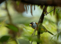 Tucan Barbet