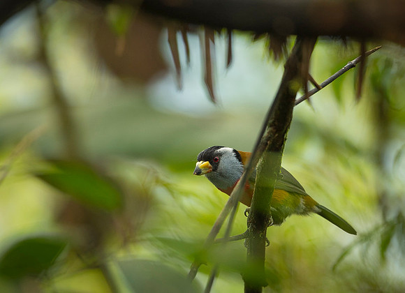 Tucan Barbet