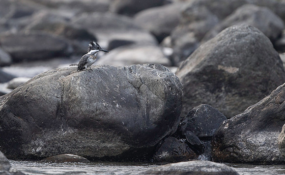 Creasted kingfisher