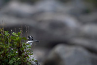 Creasted kingfisher