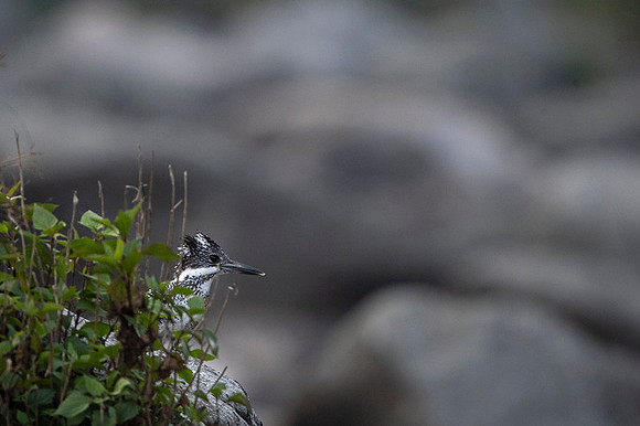 Creasted kingfisher