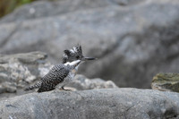 Creasted kingfisher