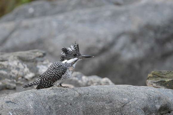 Creasted kingfisher