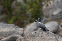 Creasted kingfisher
