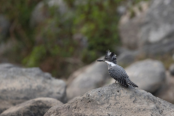 Creasted kingfisher