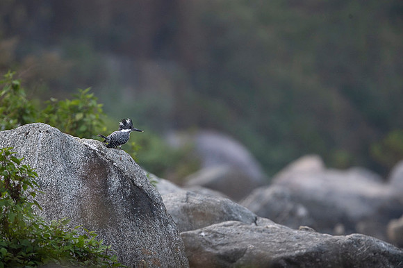 Creasted kingfisher