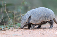Armadillo