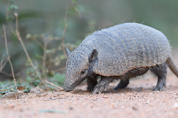 Armadillo