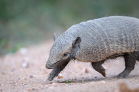 Armadillo