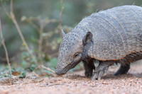 Armadillo