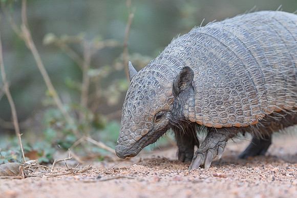 Armadillo