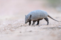 Armadillo