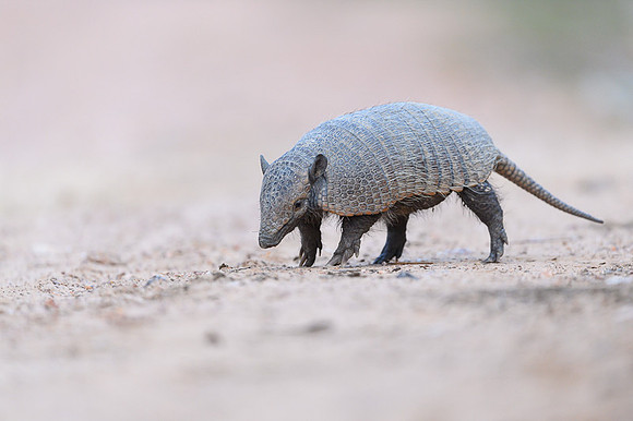 Armadillo