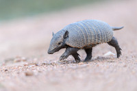 Armadillo