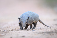 Armadillo