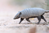 Armadillo
