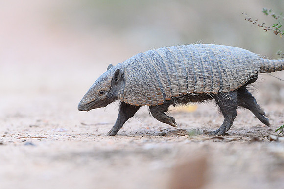 Armadillo